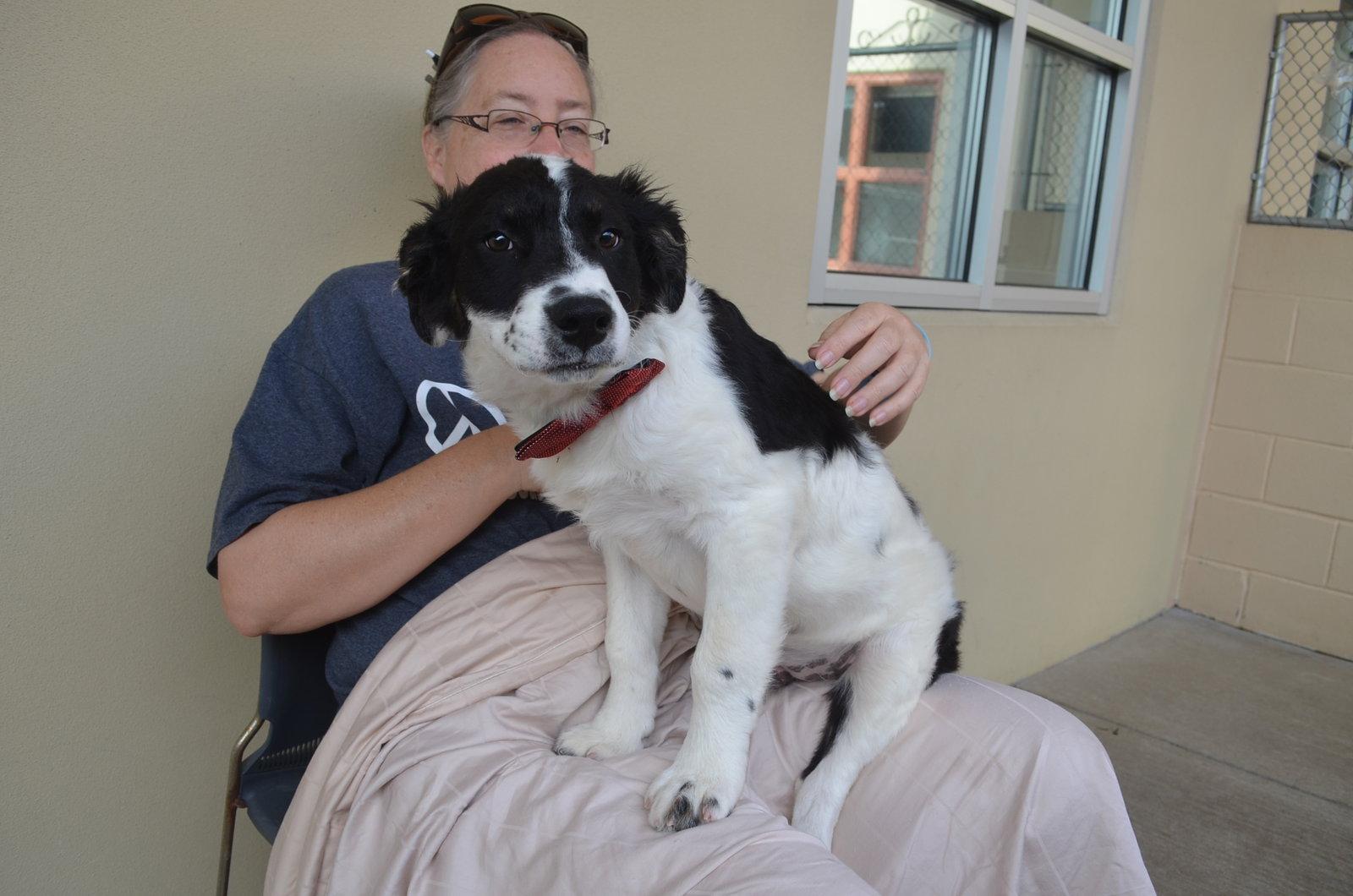 Enlarge Asher, a Adopted Border Collie in McKinney, TX image 2/2