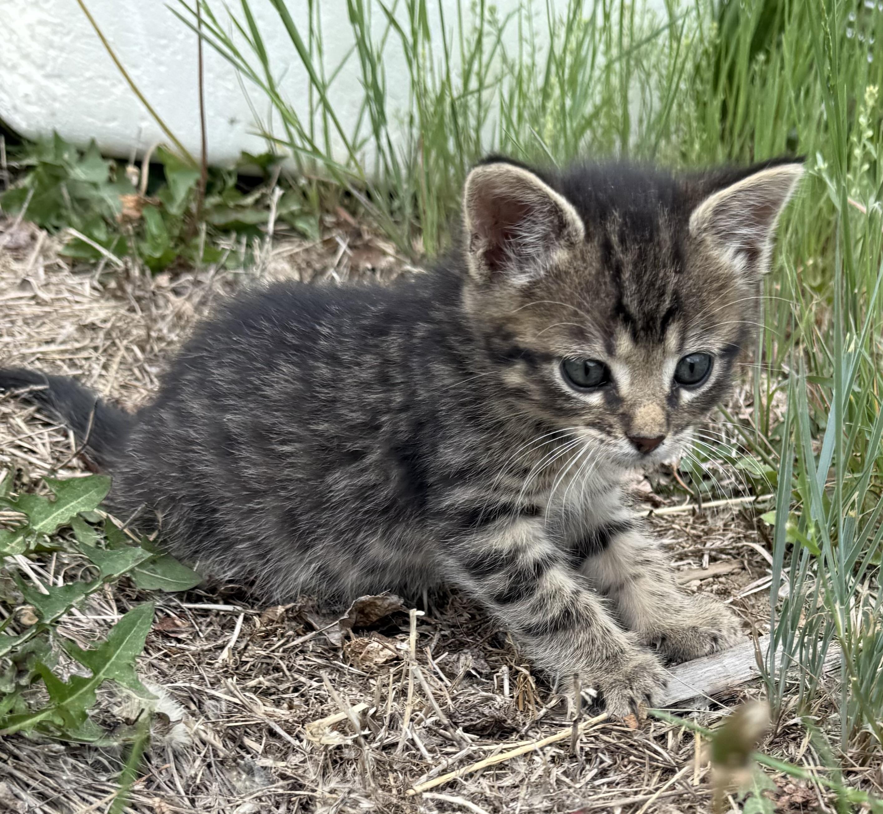 Gabriel, an adoptable Domestic Short Hair in Butte, MT, 59701 | Photo Image 1