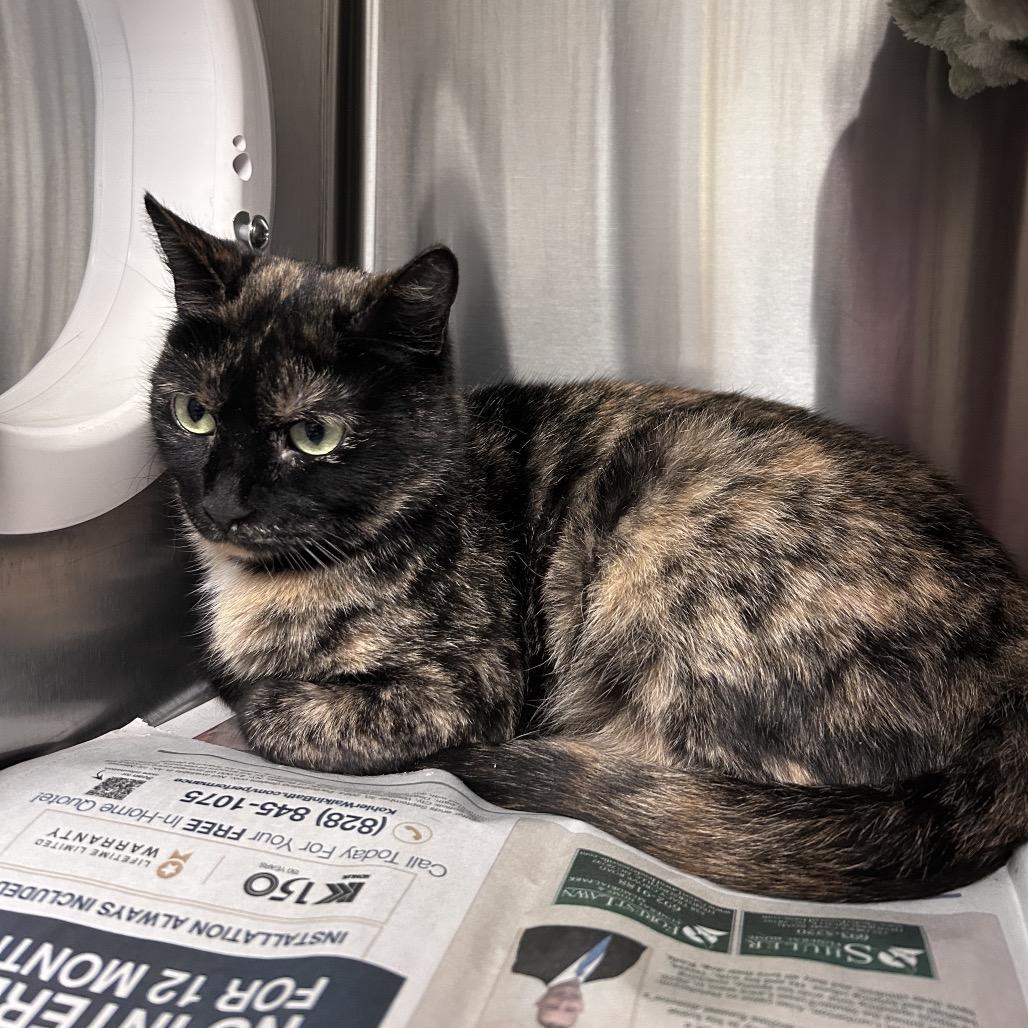 Enlarge Bandit, a Adoptable Domestic Short Hair in Hendersonville, NC image 1/6