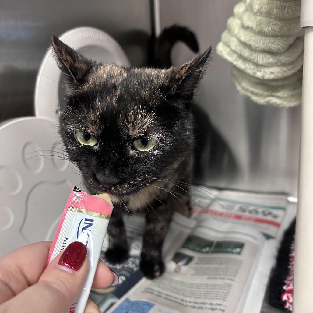 Enlarge Bandit, a Adoptable Domestic Short Hair in Hendersonville, NC image 3/6