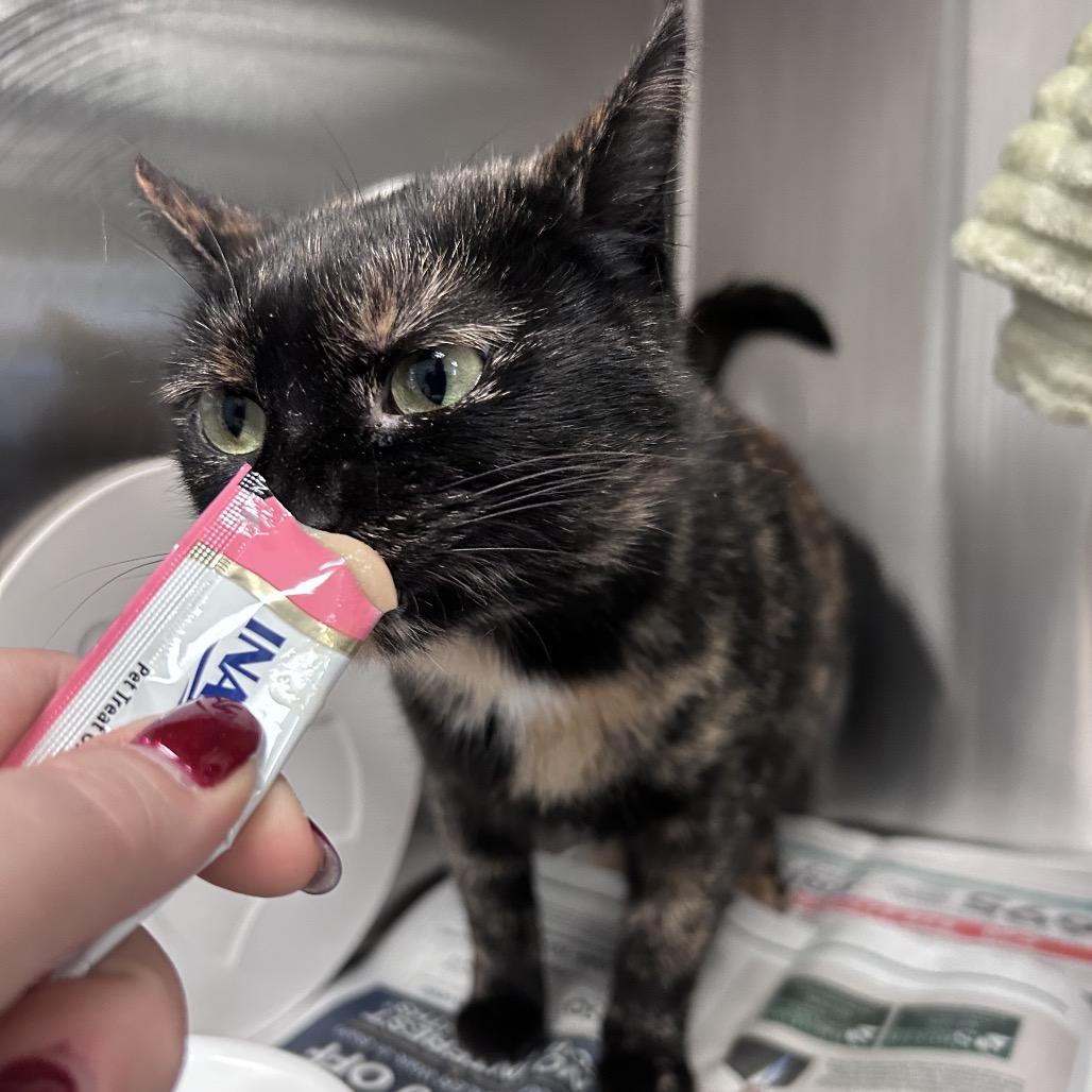 Enlarge Bandit, a Adoptable Domestic Short Hair in Hendersonville, NC image 4/6