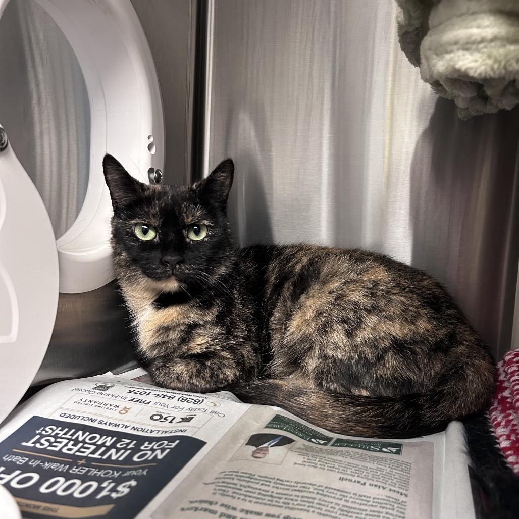 Enlarge Bandit, a Adoptable Domestic Short Hair in Hendersonville, NC image 5/6