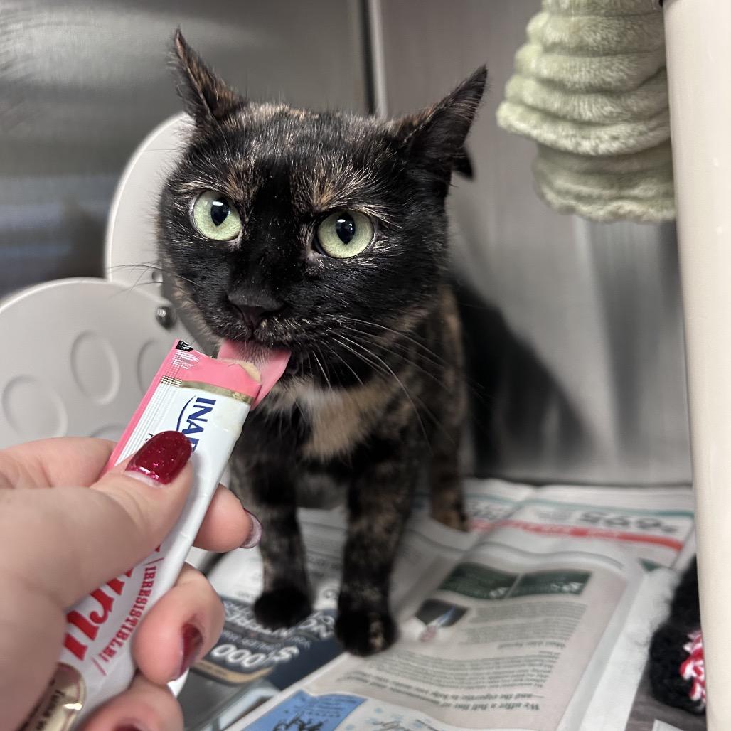 Enlarge Bandit, a Adoptable Domestic Short Hair in Hendersonville, NC image 6/6