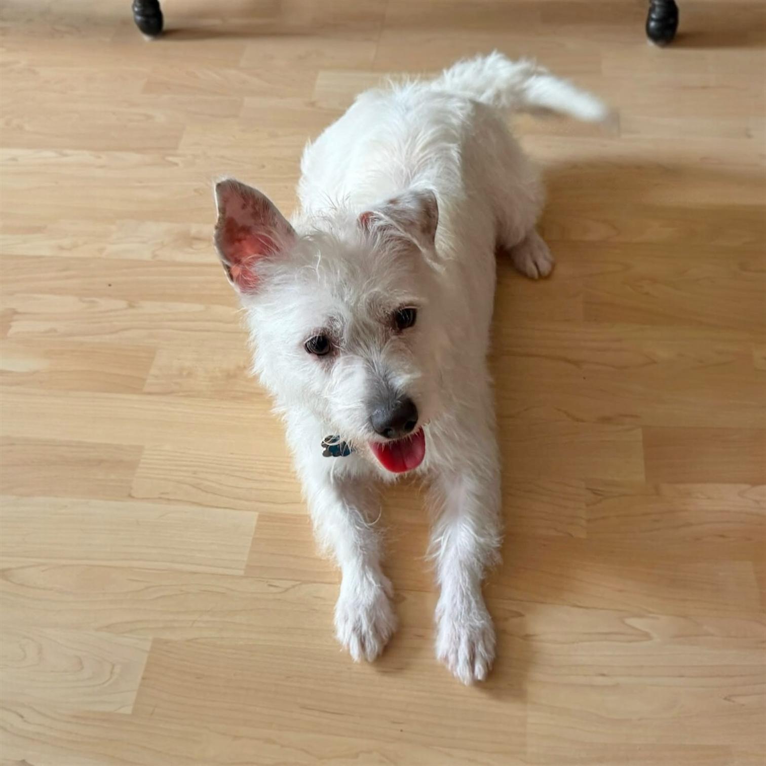 Enlarge Regina, a ADOPTABLE West Highland White Terrier / Westie in Hillsborough, NJ image 3/4