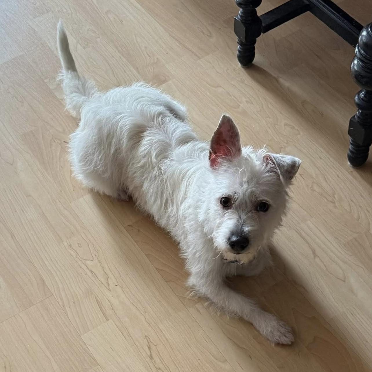 Enlarge Regina, a ADOPTABLE West Highland White Terrier / Westie in Hillsborough, NJ image 4/4