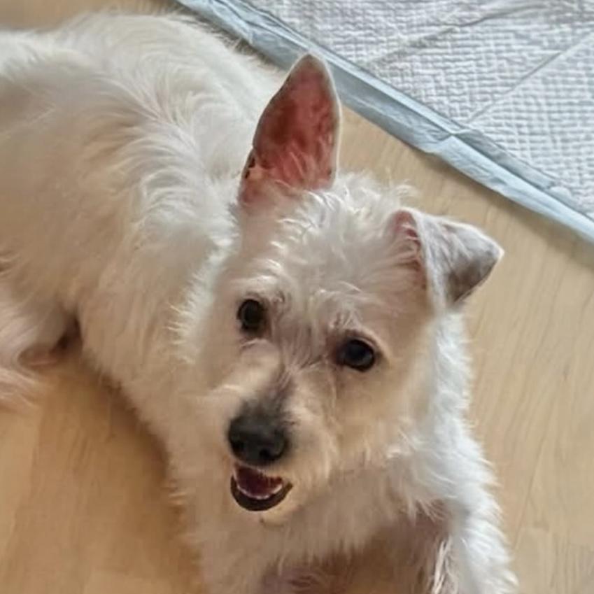 Enlarge Regina, a ADOPTABLE West Highland White Terrier / Westie in Hillsborough, NJ image 2/4