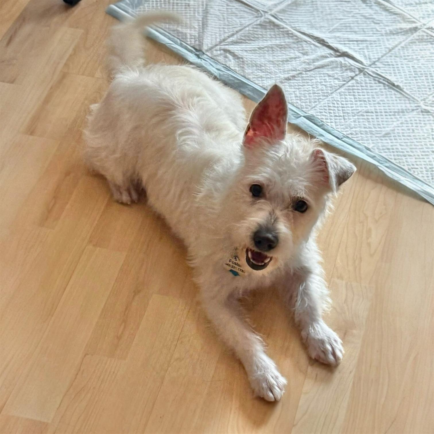 Regina, ADOPTABLE, Young Female West Highland White Terrier / Westie.