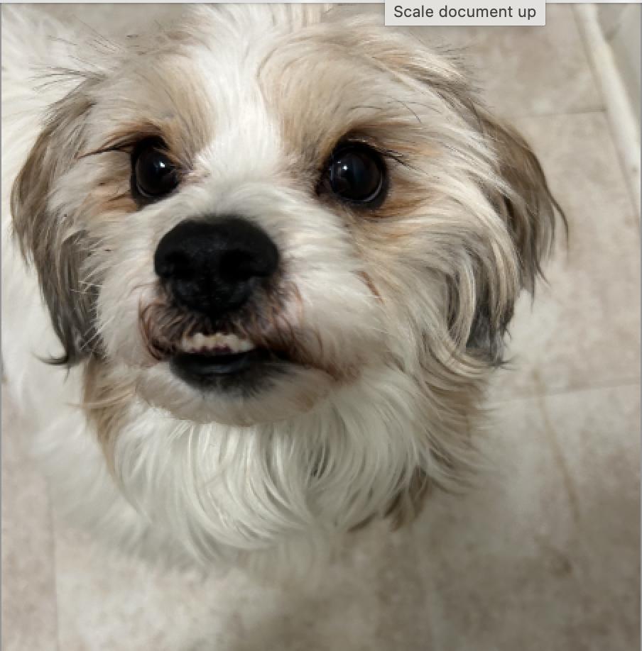 Ralphie, ADOPTABLE, Young Male Shih Tzu.