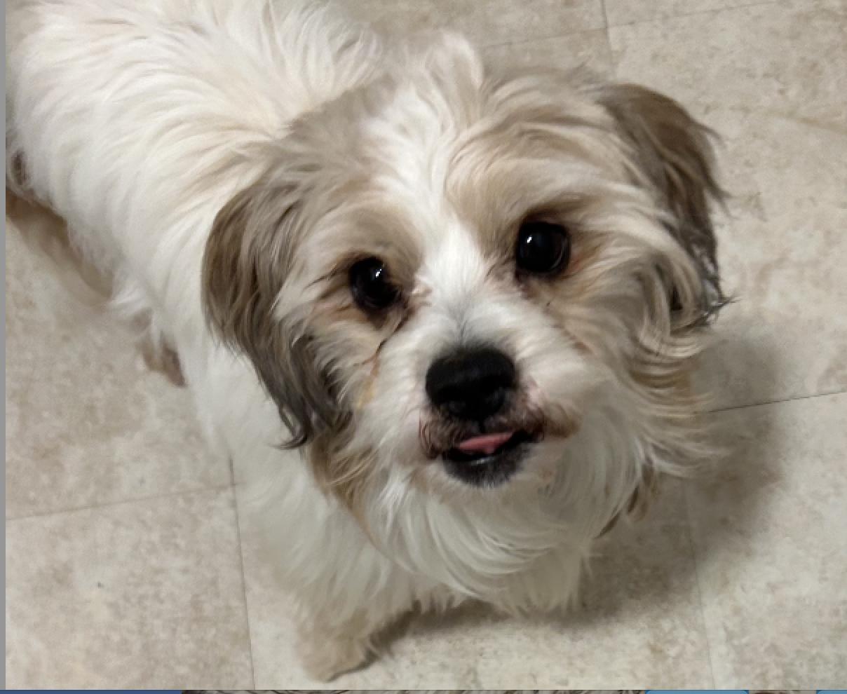 Enlarge Ralphie, a ADOPTABLE mixed breed in Winsted, CT image 2/4