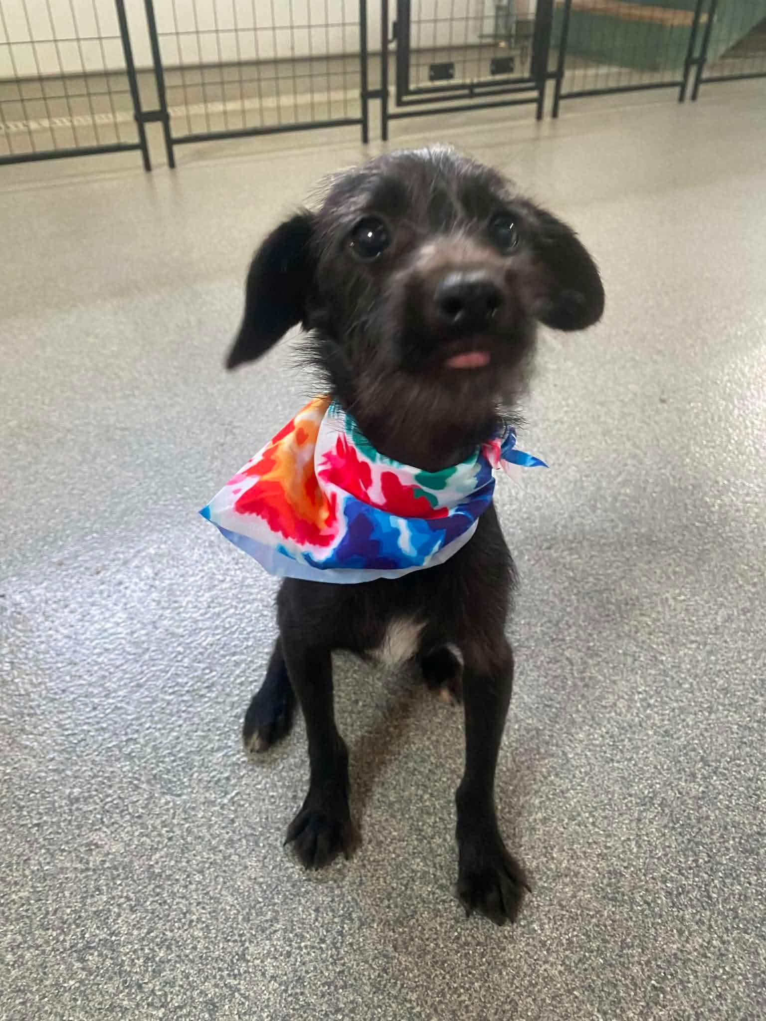Miles, ADOPTABLE, Puppy Male Wirehaired Terrier & Chihuahua.