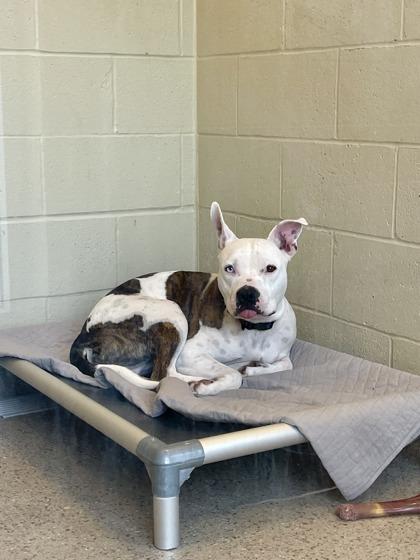 JayJay — thumbnail 2