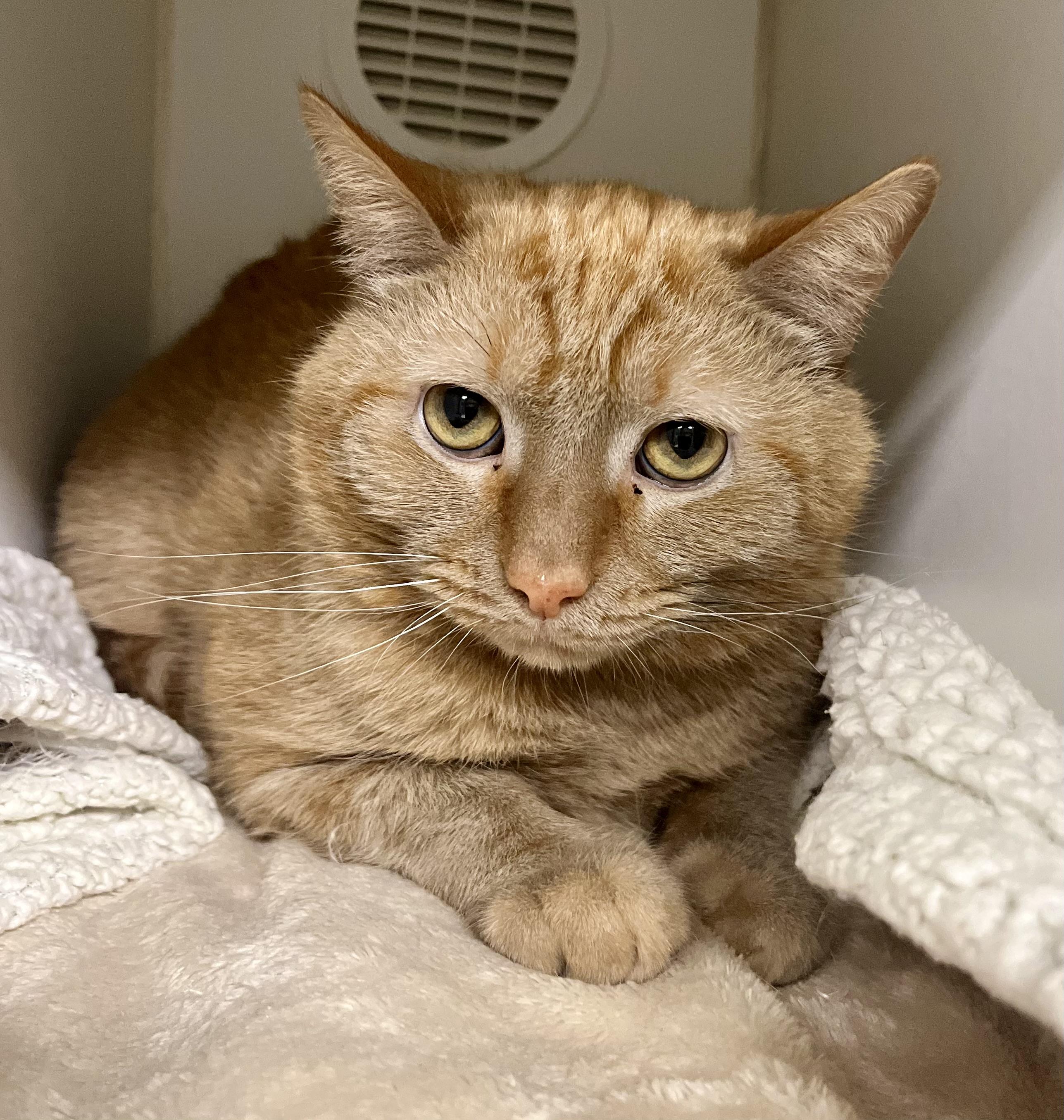 Atomic Tangerine, adoptable, Adult Male Domestic Short Hair.