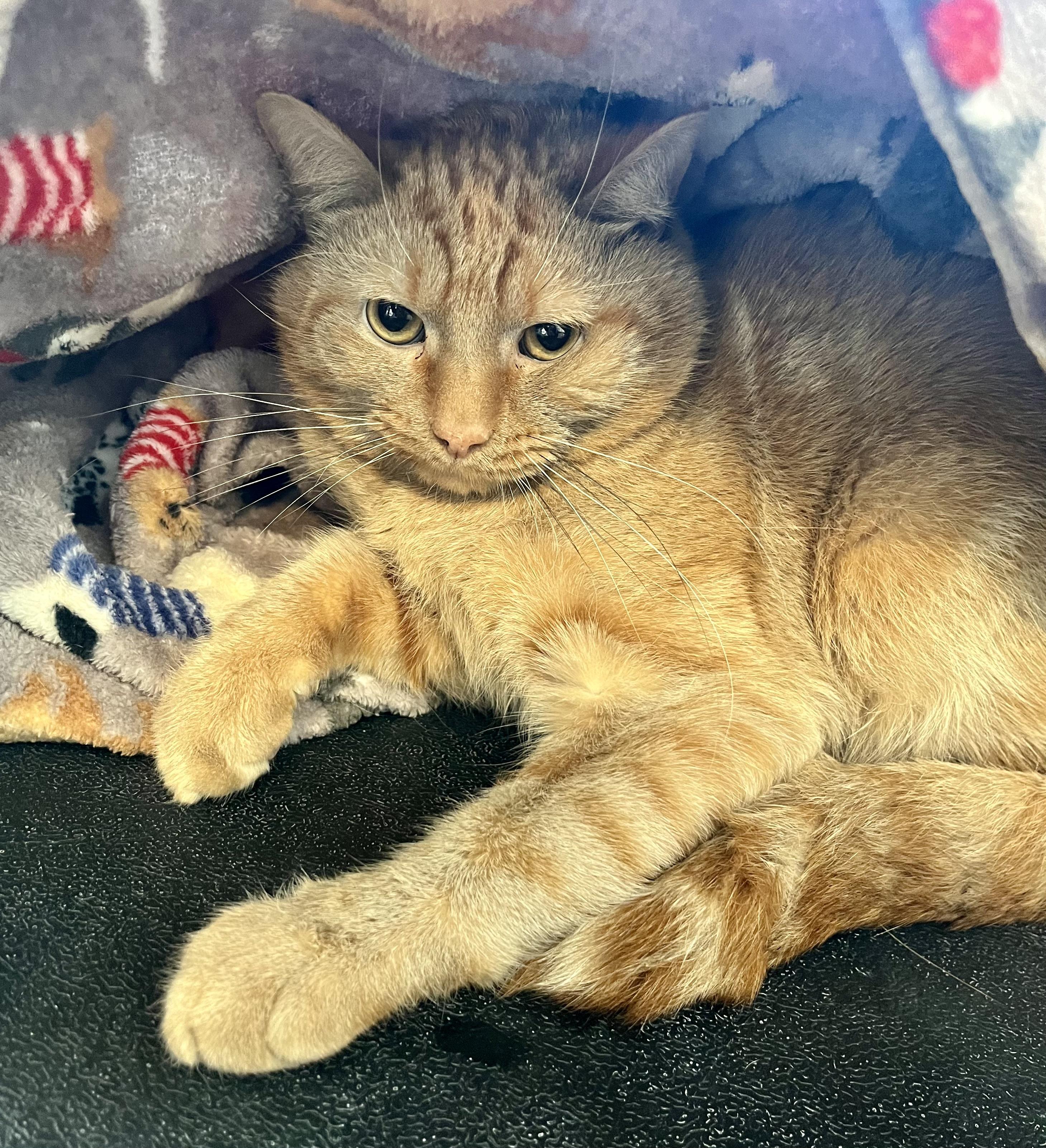 Enlarge Atomic Tangerine, an adoptable Domestic Short Hair in Seville, OH image 2/2