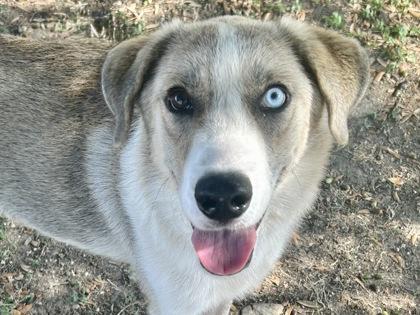Alita, Adopted, Adult Female Mixed Breed.