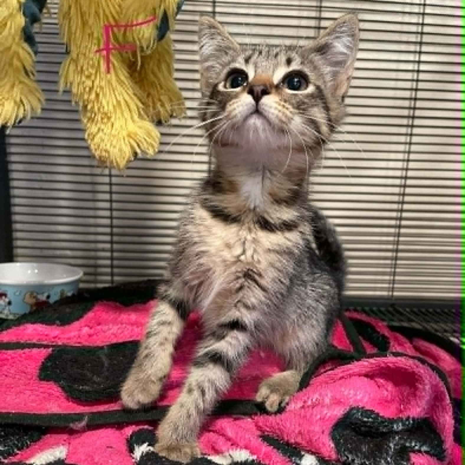 Enlarge Peggy, a ADOPTABLE Domestic Short Hair in Bishopville, SC image 1/1