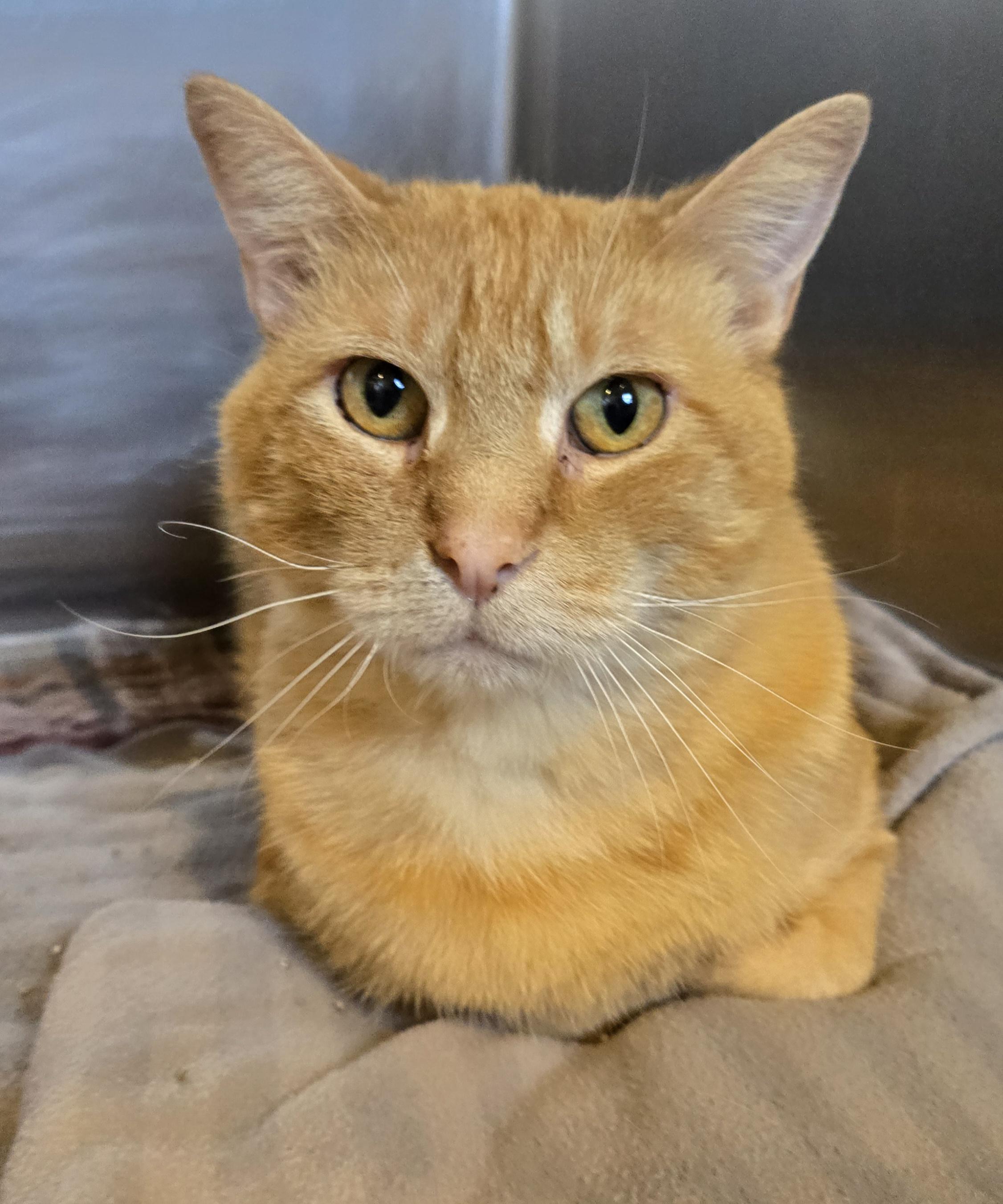 Enlarge Buddy, a ADOPTABLE Domestic Short Hair in Bloomsdale, MO image 1/1