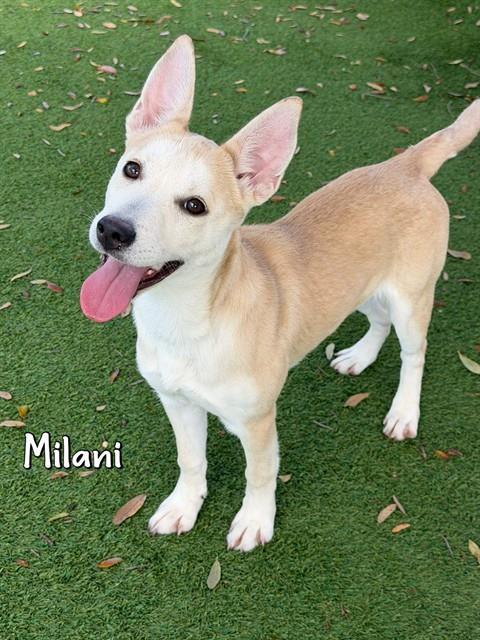 Enlarge MILANI, a Adoptable Siberian Husky in Fort Myers, FL image 1/1