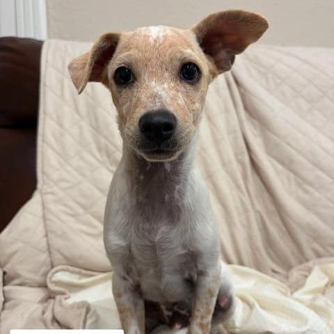 Ernie, Adoptable, Puppy Male Terrier & Mixed Breed.