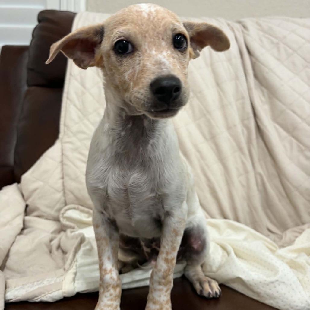 Enlarge Ernie, a Adoptable mixed breed in Alma, WI image 2/6