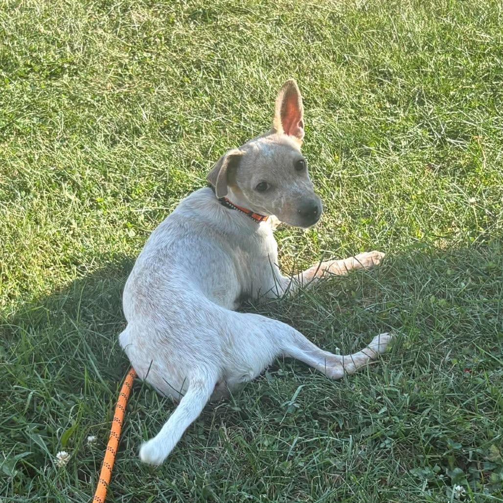Enlarge Ernie, a Adoptable mixed breed in Alma, WI image 3/6