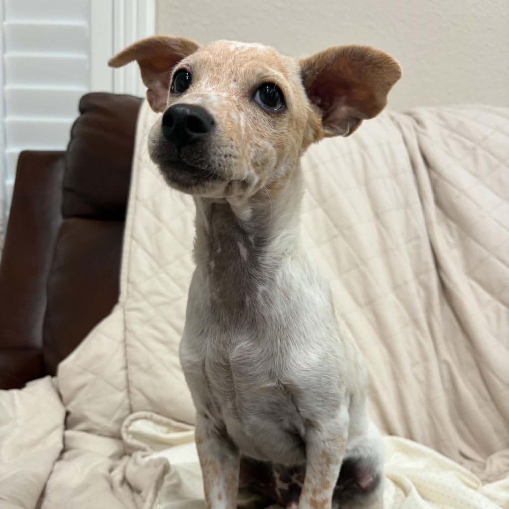 Enlarge Ernie, a Adoptable mixed breed in Alma, WI image 5/6