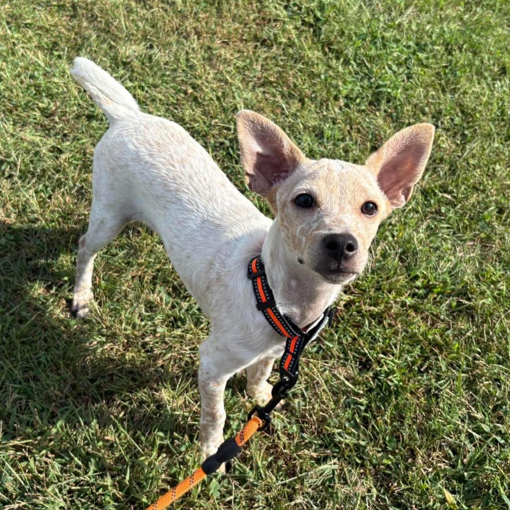 Enlarge Ernie, a Adoptable mixed breed in Alma, WI image 6/6