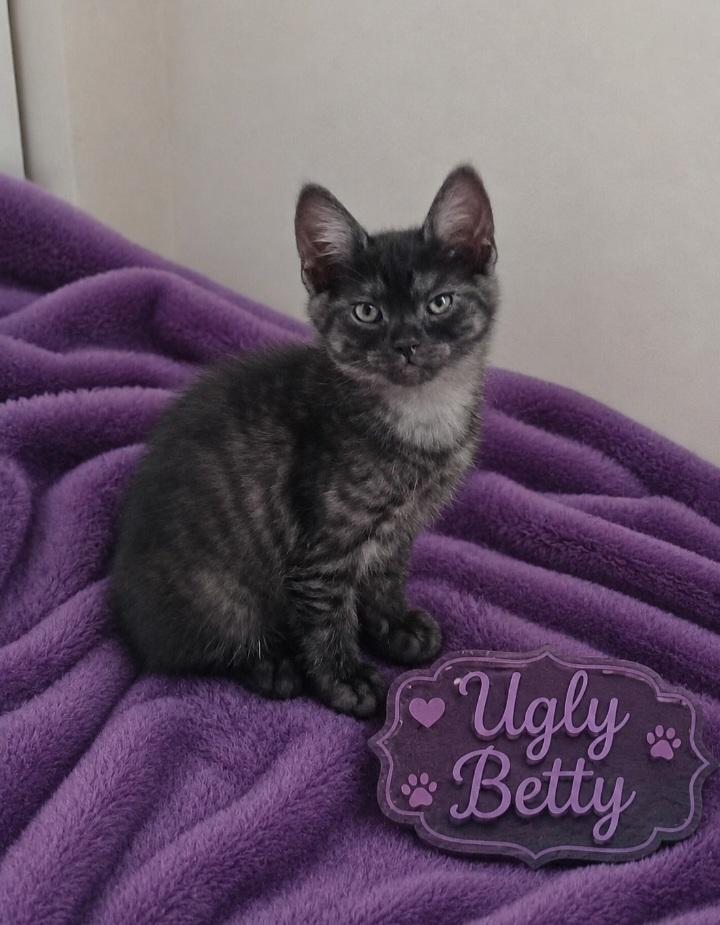 Enlarge Ugly Betty, an adopted mixed breed in Bolingbrook, IL image 1/1
