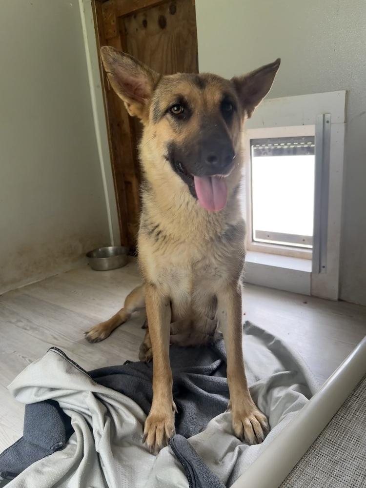 Boondock, Adopted, Young Female German Shepherd Dog.