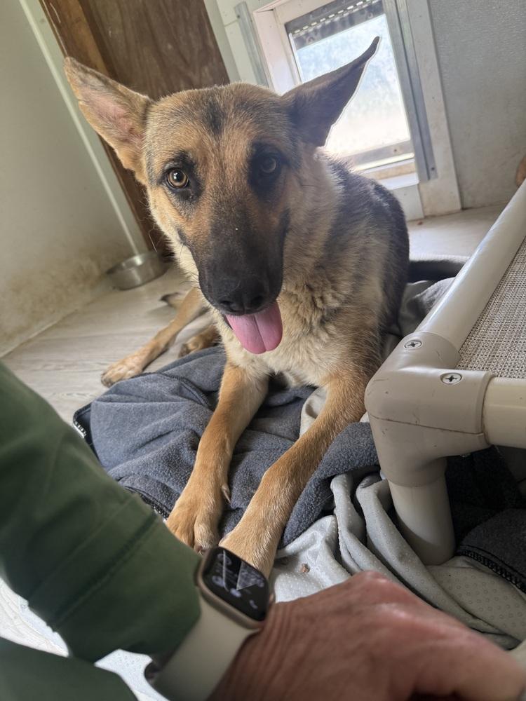 Enlarge Boondock, a Adopted German Shepherd Dog in Bolivar, MO image 2/3
