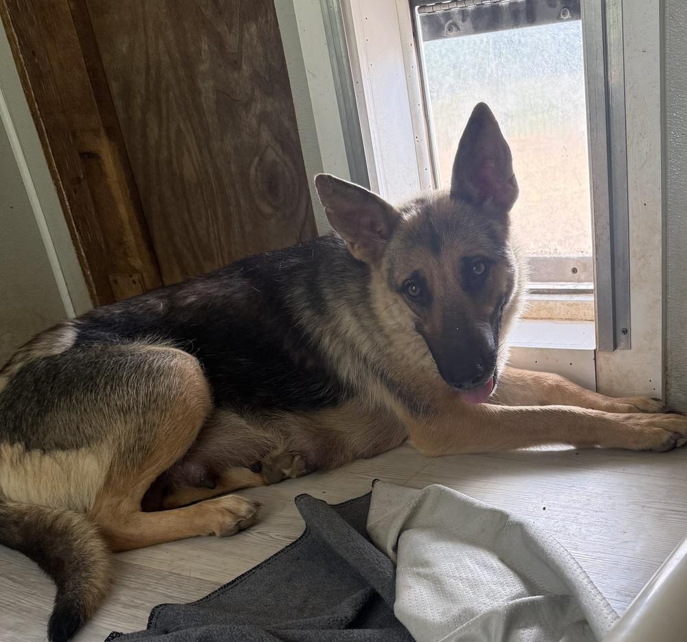 Enlarge Boondock, a Adopted German Shepherd Dog in Bolivar, MO image 3/3