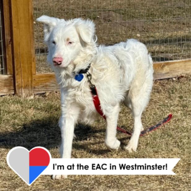 Enlarge Wilbur, a Adoptable mixed breed in Westminster, CO image 1/6
