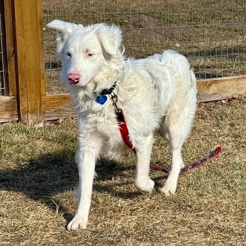 Enlarge Wilbur, a Adoptable mixed breed in Westminster, CO image 3/6