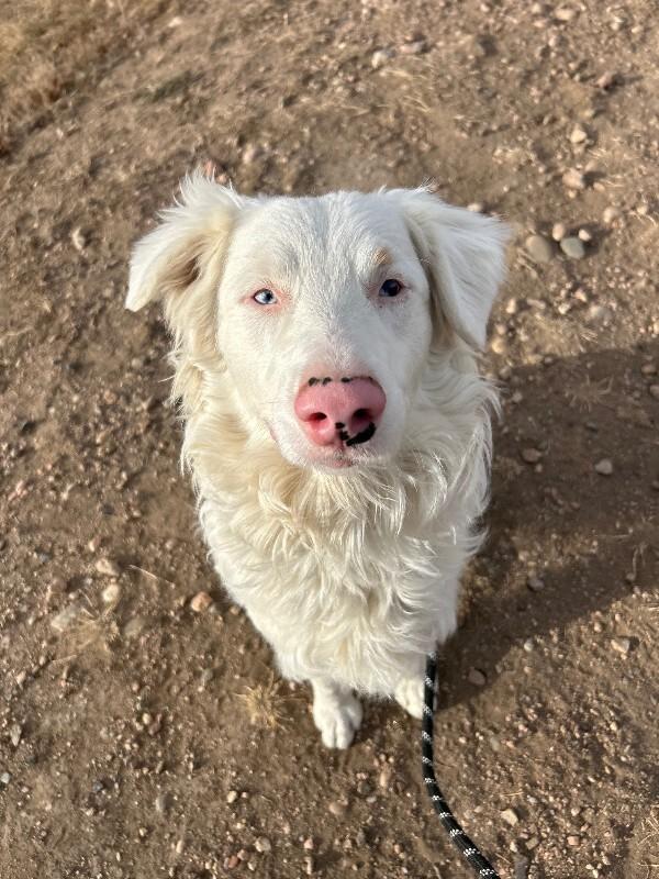 Enlarge Wilbur, a Adoptable mixed breed in Westminster, CO image 4/6