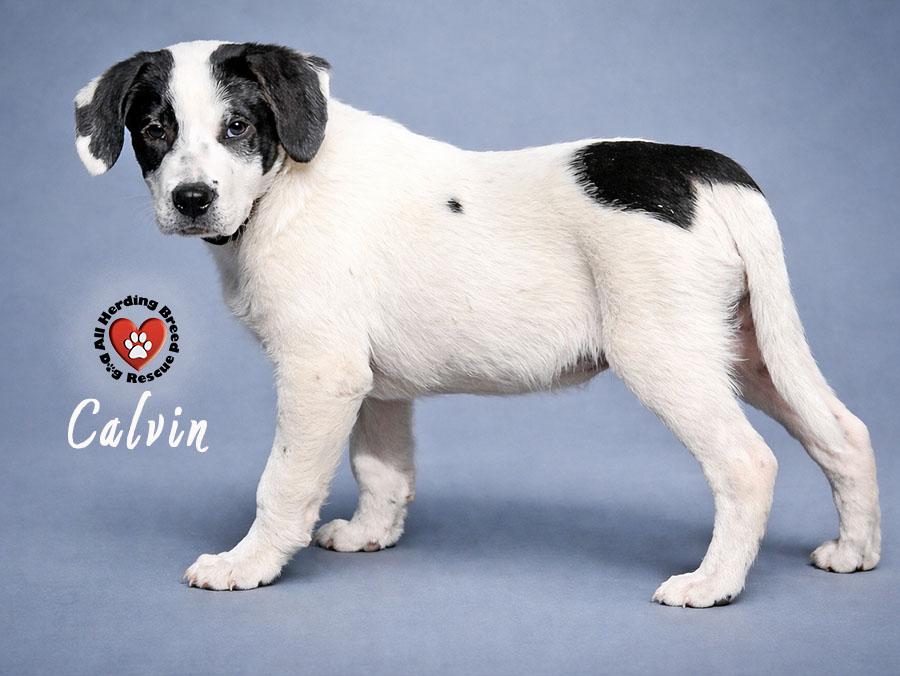 Calvin, ADOPTABLE, Puppy Male Great Pyrenees.