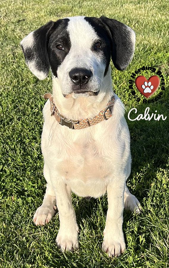 Enlarge Calvin, a ADOPTABLE Great Pyrenees in Joliet, IL image 1/6