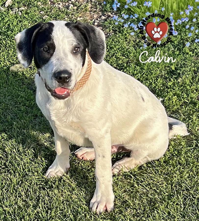 Enlarge Calvin, a ADOPTABLE Great Pyrenees in Joliet, IL image 2/6