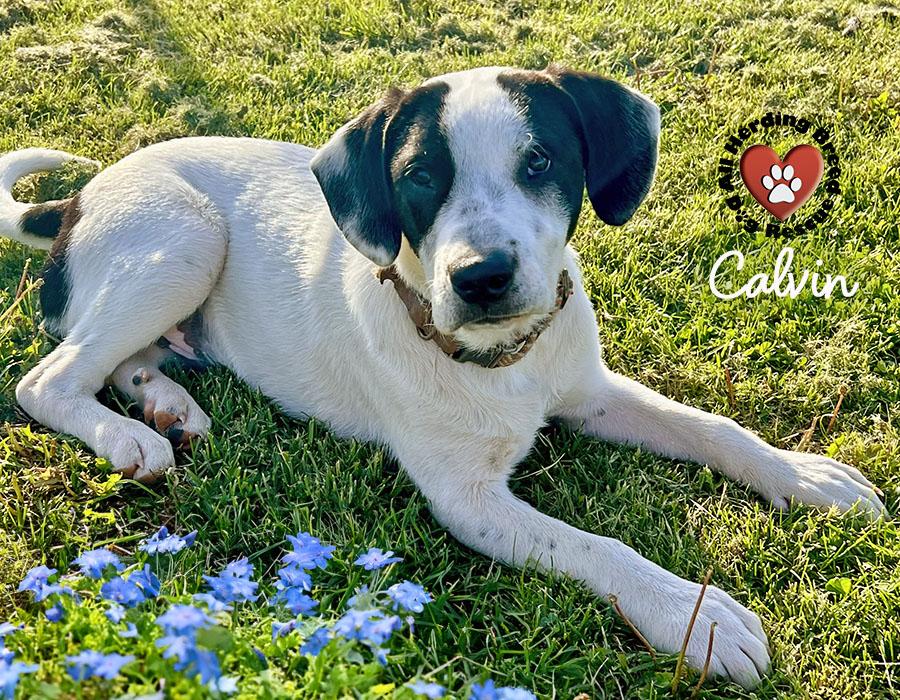 Enlarge Calvin, a ADOPTABLE Great Pyrenees in Joliet, IL image 5/6