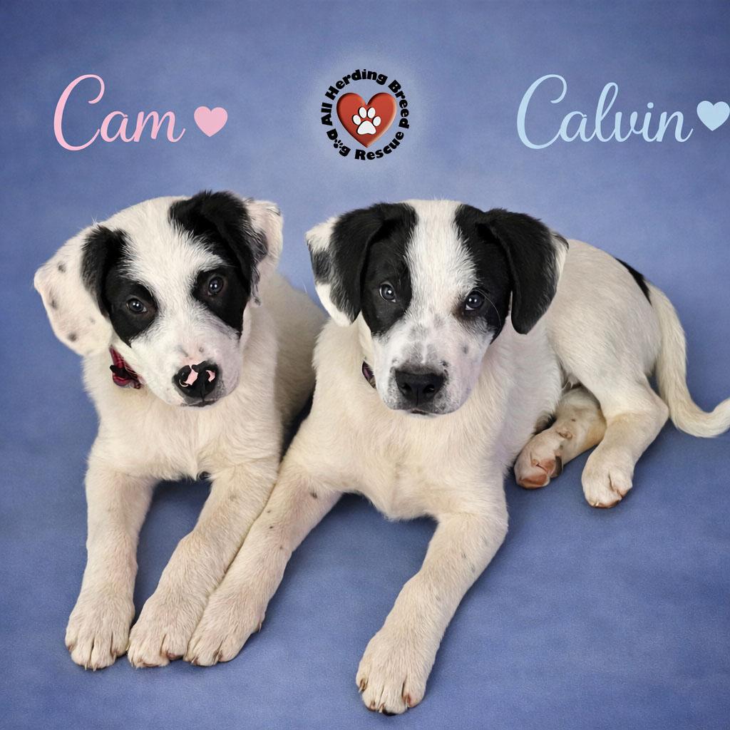 Enlarge Calvin, a ADOPTABLE Great Pyrenees in Joliet, IL image 2/4