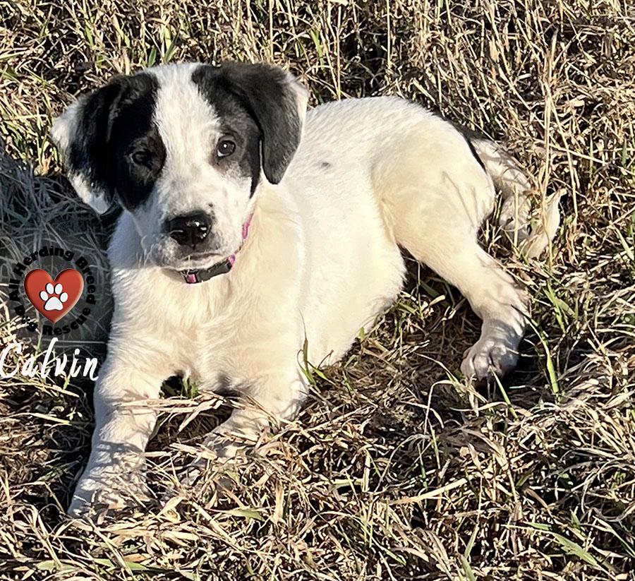 Enlarge Calvin, a ADOPTABLE Great Pyrenees in Joliet, IL image 3/4