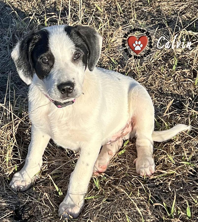 Enlarge Calvin, a ADOPTABLE Great Pyrenees in Joliet, IL image 4/4