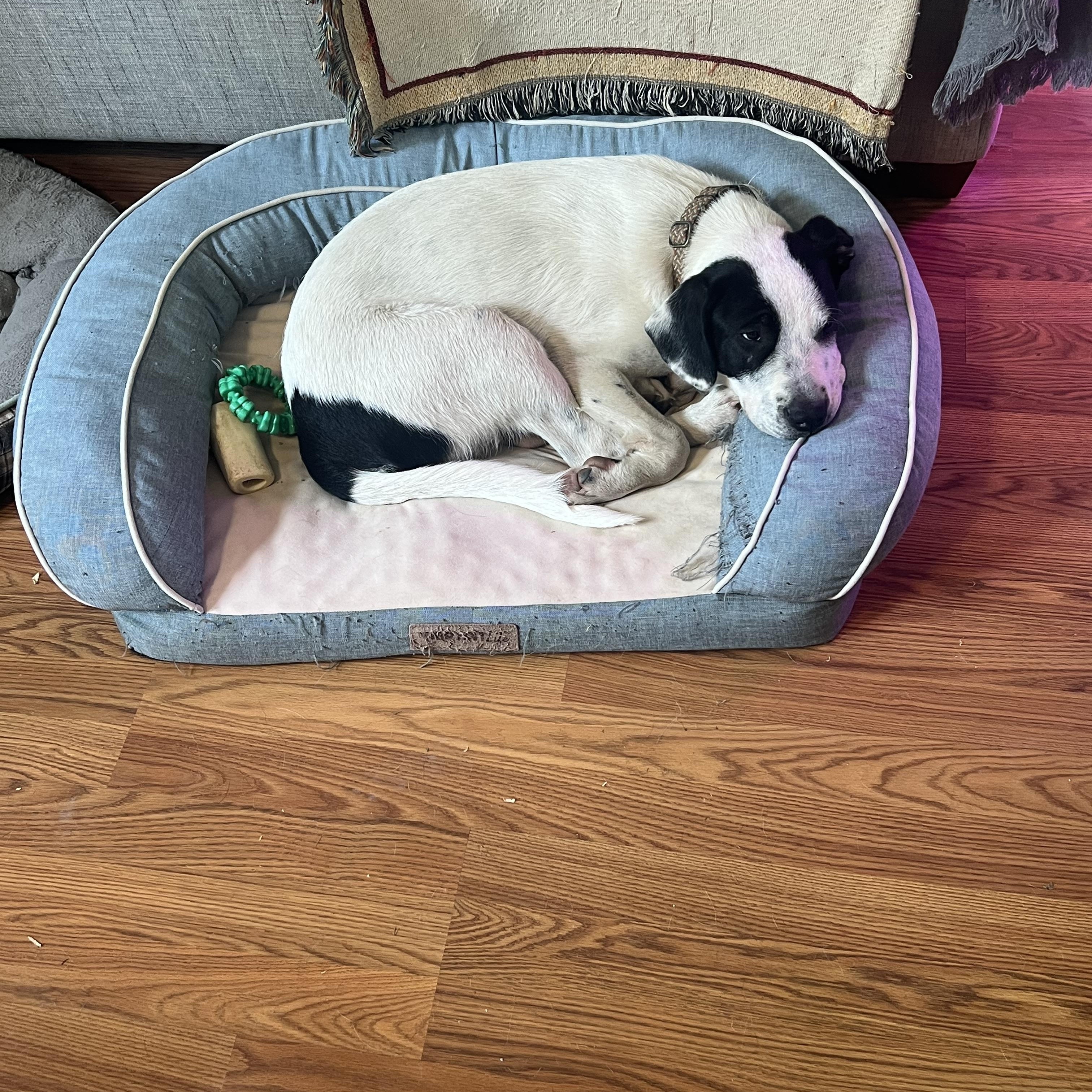 Enlarge Calvin, a ADOPTABLE Great Pyrenees in Joliet, IL image 6/6