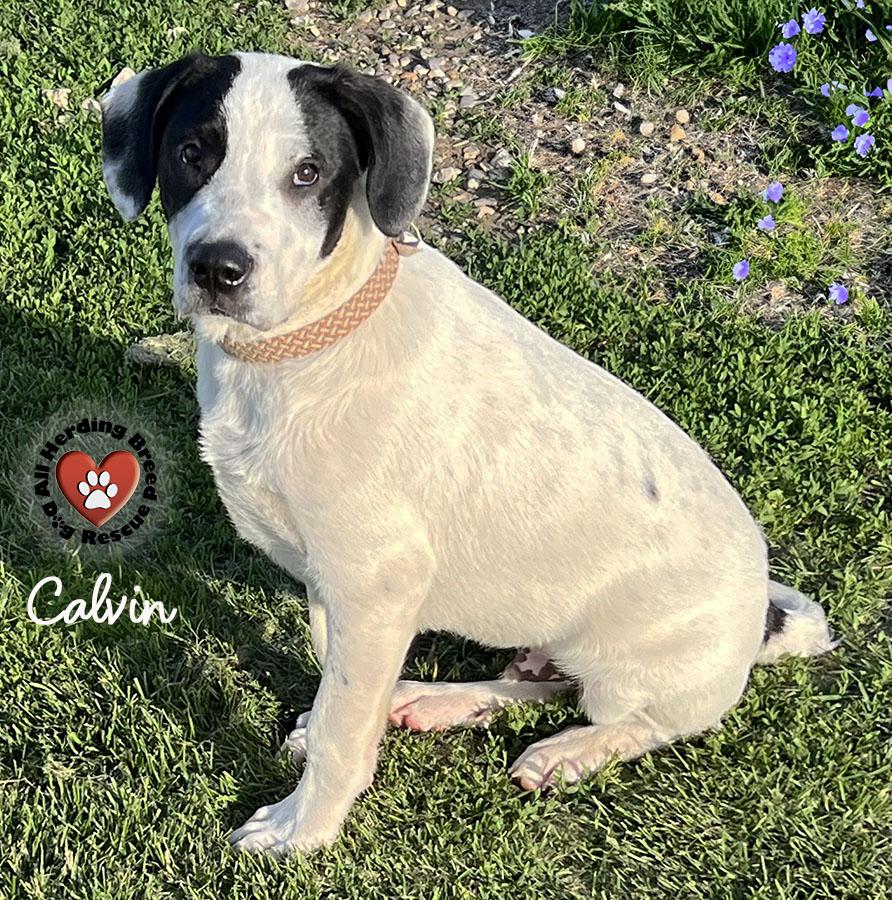 Enlarge Calvin, a ADOPTABLE Great Pyrenees in Joliet, IL image 4/6