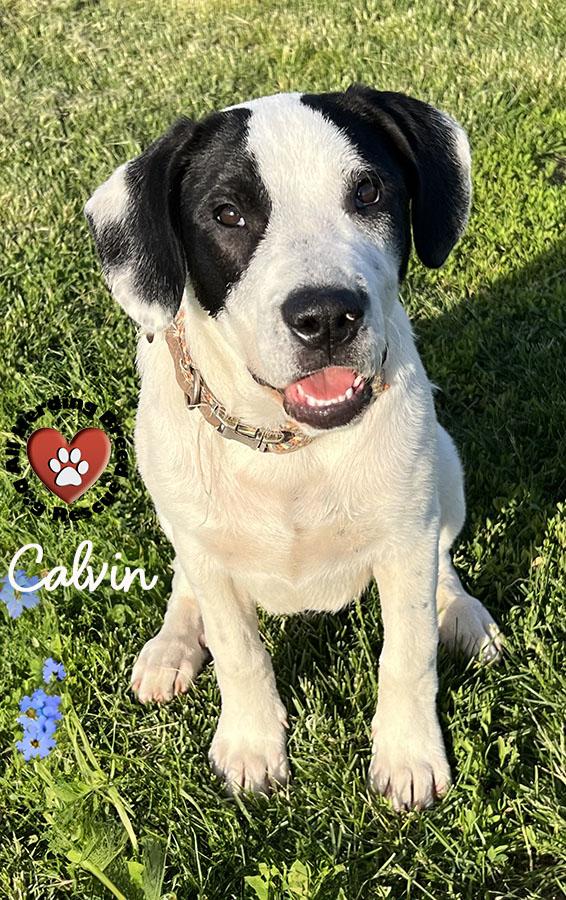 Enlarge Calvin, a ADOPTABLE Great Pyrenees in Joliet, IL image 3/6