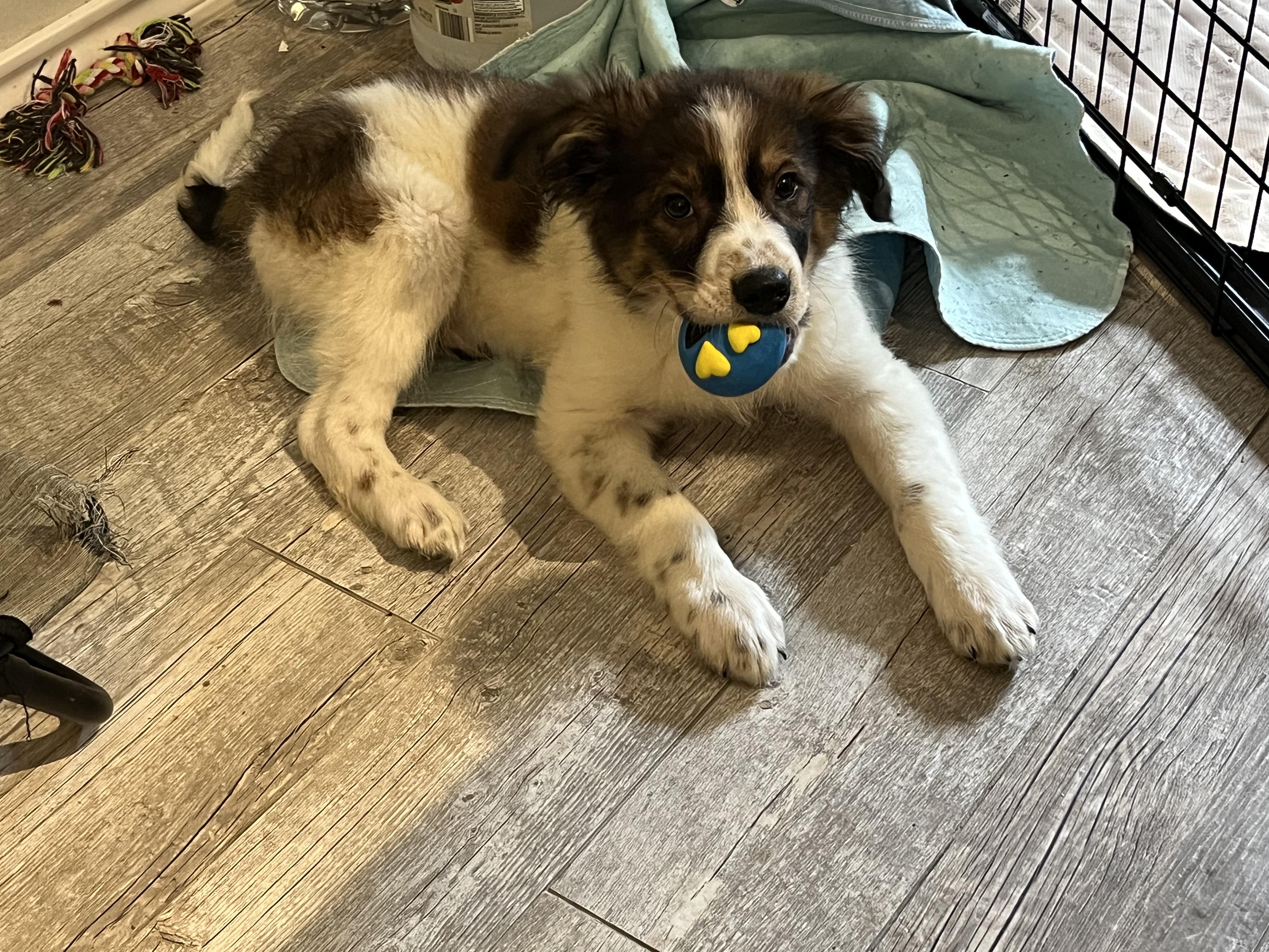 Dog for adoption Jasper, a Great Pyrenees & Australian Shepherd Mix