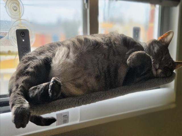 Enlarge JELLY ROLL, a Adoptable Domestic Short Hair in Derwood, MD image 1/1