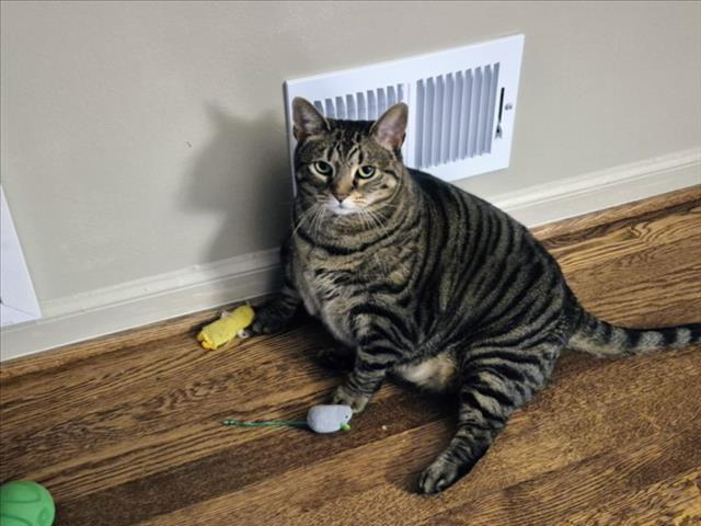 Enlarge JELLY ROLL, a Adoptable Domestic Short Hair in Derwood, MD image 1/1