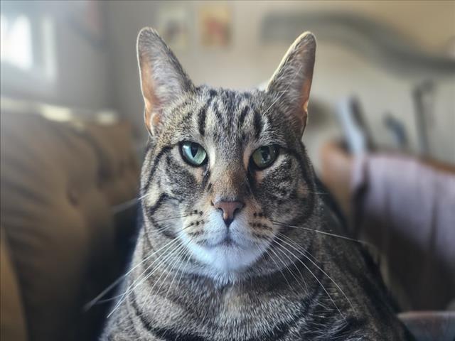 JELLY ROLL, Adoptable, Adult Female Domestic Short Hair.