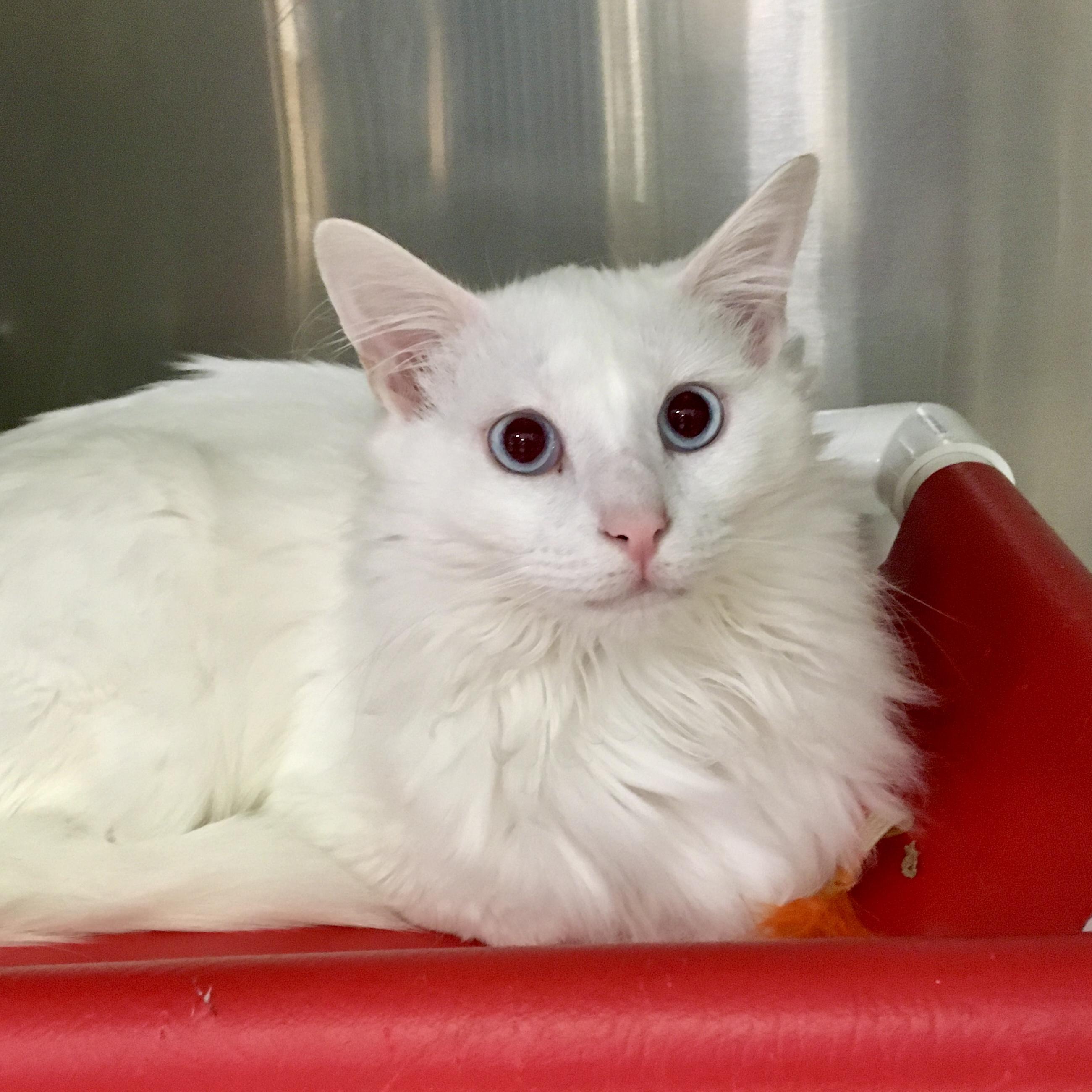 Merino, an adoptable Turkish Angora, Turkish Van in Tulsa, OK, 74135 | Photo Image 3
