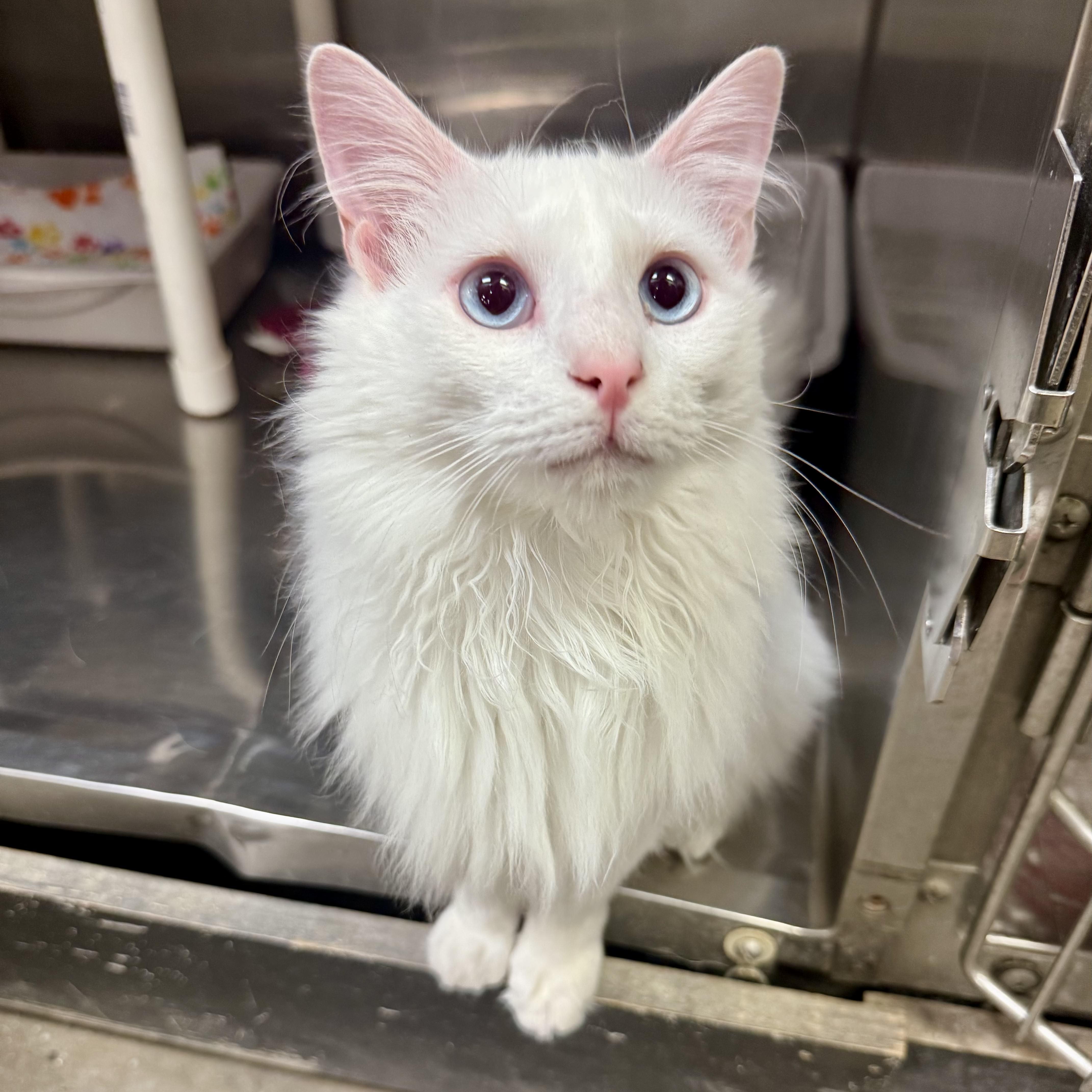 Merino, an adoptable Turkish Angora, Turkish Van in Tulsa, OK, 74135 | Photo Image 5