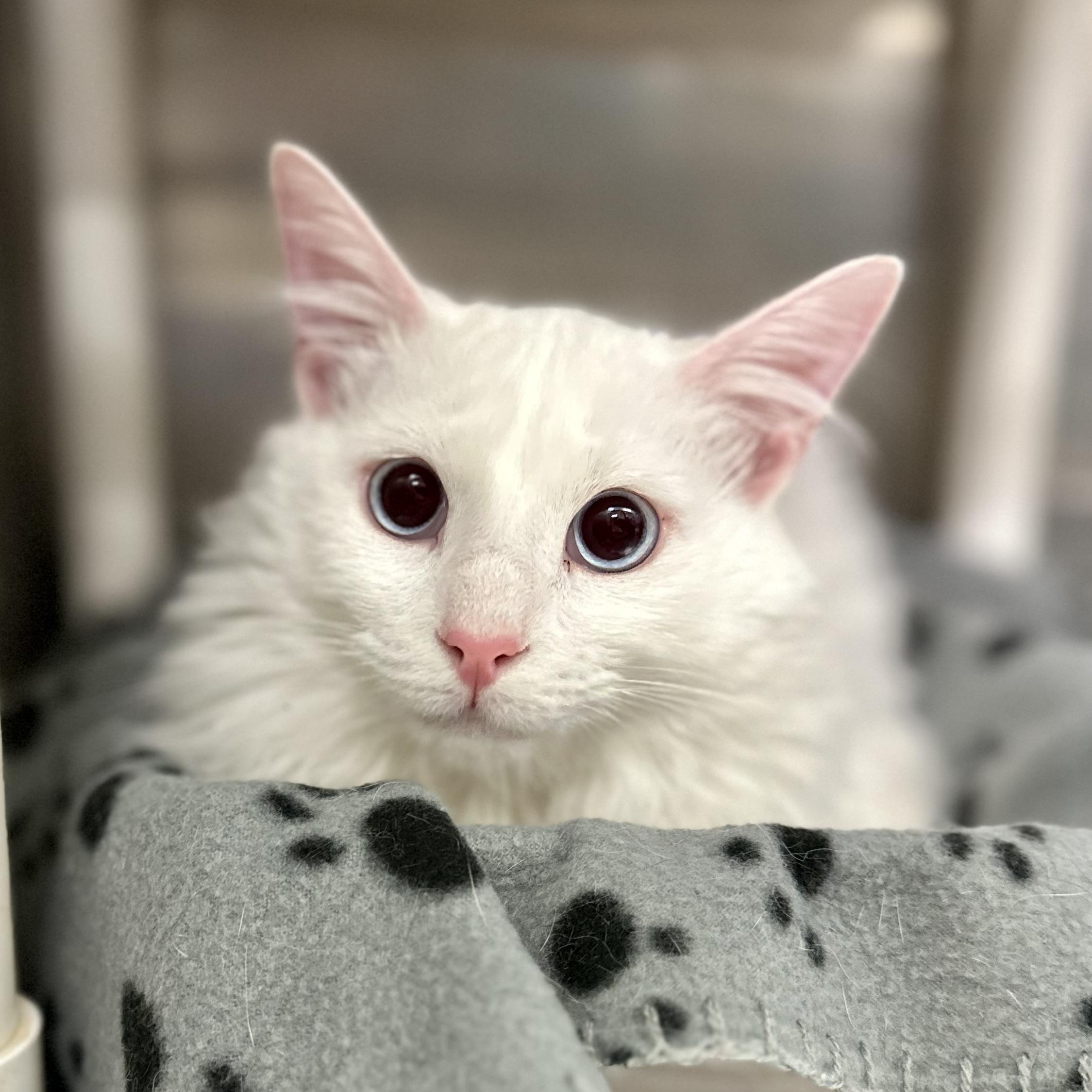 Merino, an adoptable Turkish Angora, Turkish Van in Tulsa, OK, 74135 | Photo Image 2